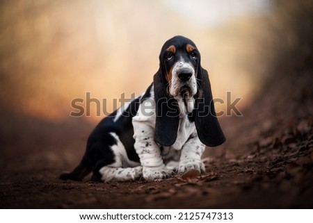 A beautiful Basset Hound dog  Royalty-Free Stock Photo #2125747313