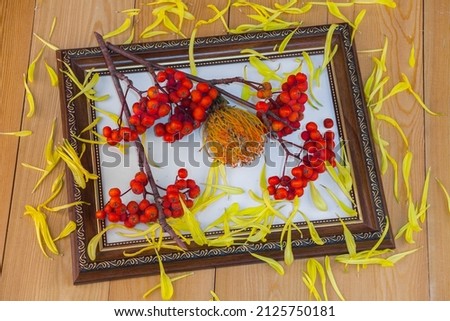 Red rowan berries on a rowan tree. Still life in a wooden frame. picture.  A rowan tree on a branch. Ashberry. non-GMO.  low-growing woody plants of the apple family (Rosales). on a white background.