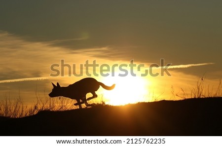 Running dog silhouette on sunset background, belgian shepherd malinois, dog speed
