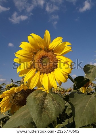 Sunflower in bloom on blue sky background