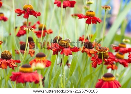Red flower, echinacea, with a bee
