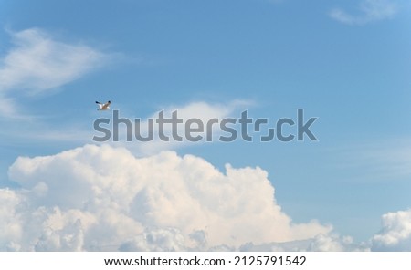 A seagull soars in the sky against the background of clouds.