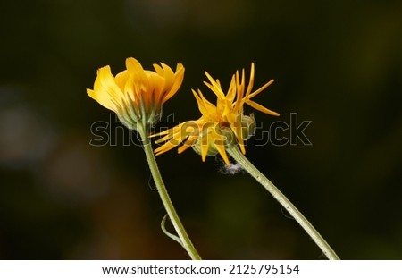 fading bright yellow flowers of calendula officinalis on a dark background in sunlight