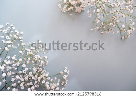  feminine wedding desktop with baby's breath Gypsophila flowers on pale green background. Empty space. Floral frame, web banner. Top view. Picture for blog or social media
