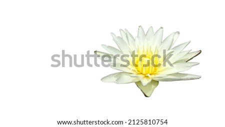Isolated waterlily with clipping path on white background 