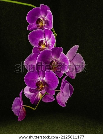 Beautiful branch of bright purple Phalaenopsis orchid flower, known as the Moth Orchid or Phal,  against a blurred dark background. Selective focus. Place for text. Nature concept for design Royalty-Free Stock Photo #2125811177