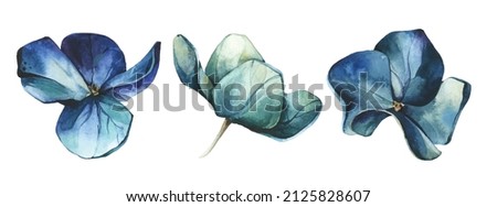  Watercolor painted set of blue and emerald flowers of hydrangea. Vector traced floral collection isolated.