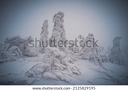 Dreisesselberg in winter with snow on the border of Germany and the Czech Republic, Bavarian Forest - Sumava National Park, Germany - Czech Republic. High quality photo