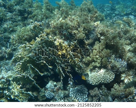 The underwater world of Dahab. Coral reef with fish in the Red Sea. A reef is a biogeological structure formed by living organisms. Underwater photography. Dahab, South Sinai Governorate, Egypt    Royalty-Free Stock Photo #2125852205