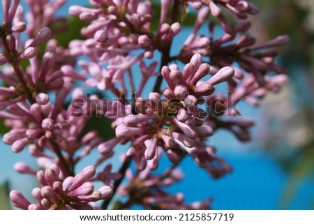 blooming lilac branches with a butterfly in spring on a sunny day