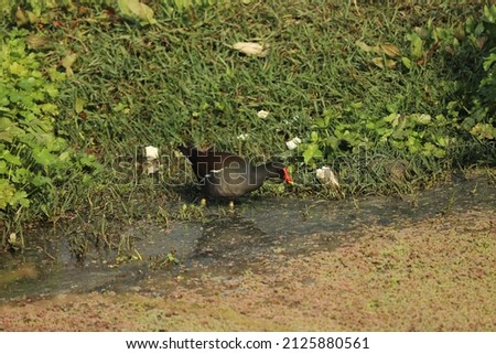 Closeup of a moorhen watering bird