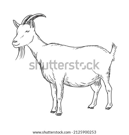 goat farm animal drawing illustration