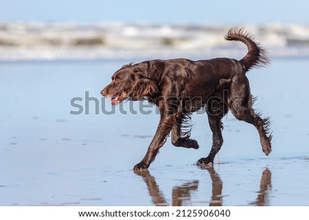 German Longhaired Pointer at the beach Royalty-Free Stock Photo #2125906040