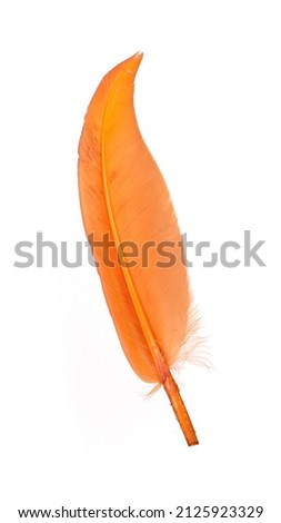Bright orange bird feather isolated on white background