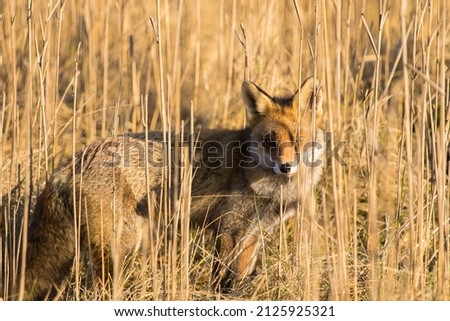 Red Fox in A Nature Background