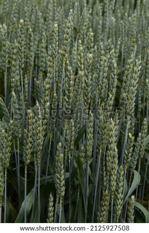 Common wheat (Triticum aestivum) ears Royalty-Free Stock Photo #2125927508