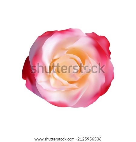 realistic beautiful centifolia rose vector, centifolia rose in bloom.