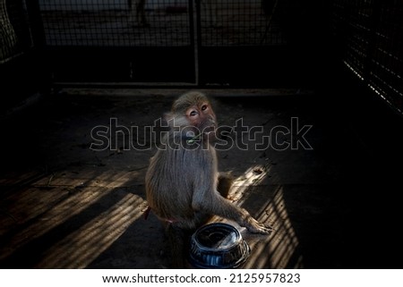 A picture of a monkey from the zoo in Salalah