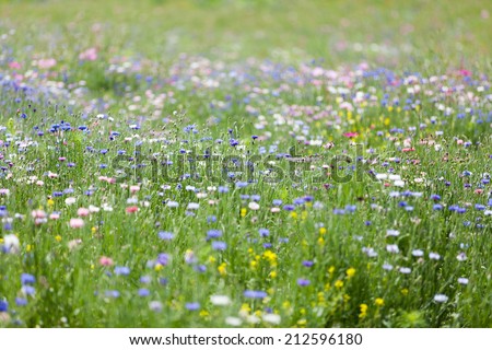 flower meadow Royalty-Free Stock Photo #212596180