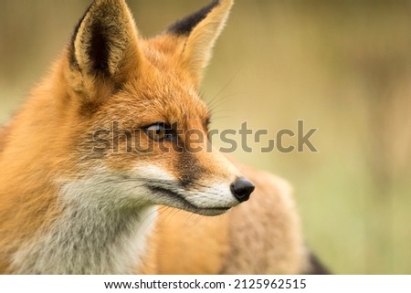 Red Fox Face Close Up
