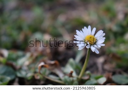 Daisies starting to bloom in spring