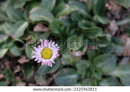 Daisies starting to bloom in spring