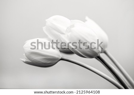 Beautiful black and white art photo of a bunch of white tulips taken in a studio.