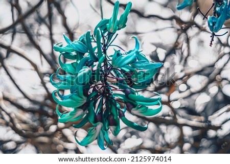 Real beauty nature background. Strongylodon macrobotrys, emerald turquoise jade woody vine, tayabak, leguminous perennial pea bean liana. Tropical flower bloom Blue petals. Floral design summer mood