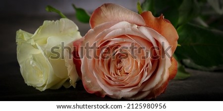 beatiful isolated orange rose in a black background