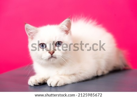 Scottish straight kitten on a plain bright pink background, pet photo session. Scottish Straight, photo session of a kitten with big blue eyes, close-up, macro photography