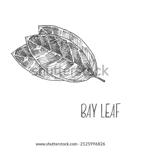 Hand drawn bay leaf spice vector drawing. Dried and fresh aroma leaves. Herbal ingredient, cooking flavor. Condiment engraved illustration. Template label, packing design image