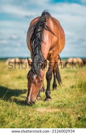 Thoroughbred horses graze on a summer farmer's field. Royalty-Free Stock Photo #2126002934