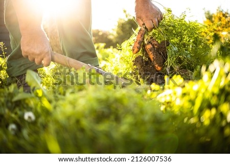 Senior gardener gardening in his permaculture garden - harvesting carrots Royalty-Free Stock Photo #2126007536