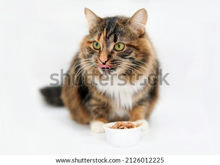 Cute cat eats from a bowl isolated on a white background