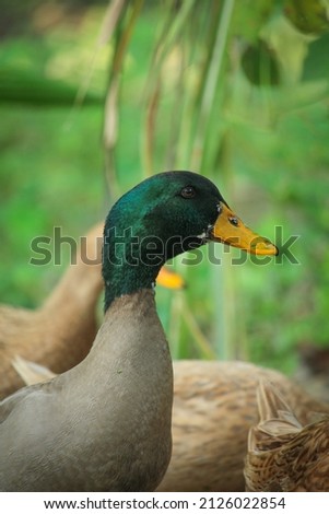 Portrait picture of Bangladeshi male duck.
