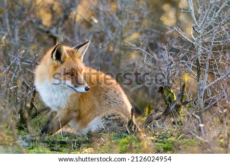 Red Fox Sitting in Nature