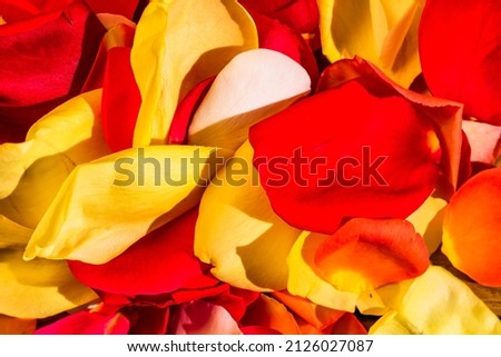 Close up yellow and red rose petals