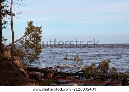 Fallen pine trees on the seacoast. Selective focus . High quality photo