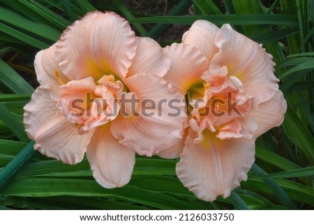 Closeup of two lovely bright pink daylily blossoms with ruffled petals. Colorful flowers photographed against a soft background of dark green daylily leaves. Royalty-Free Stock Photo #2126033750