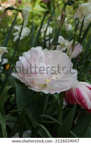 A delicate small pink tulip pictured in a cottage garden in April. The delicate petals have the appearance of tissue paper.