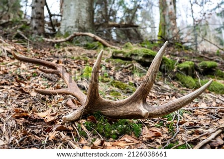 Red Deer antler shed in the forest. Beautiful natural background. Bieszczady Mountains, Carpathians, Poland. Royalty-Free Stock Photo #2126038661