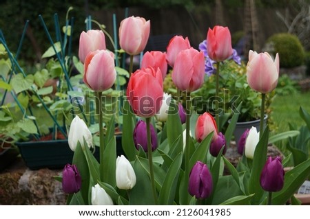 A container of mixed tall tulips pictured in spring. The clashing colours provide a colourful display. Planted in a purple ceramic pot and layered to cram in more bulbs.