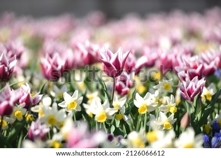 Amazing colorful tulip flowers blooming in a tulip field, against the background of blurry tulip flowers.