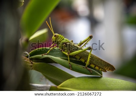 A Beautiful Grasshopper with Details