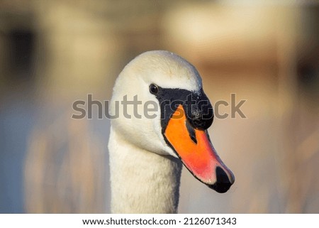 Close up photography of white swan