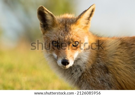Red Fox in A Green Nature Background