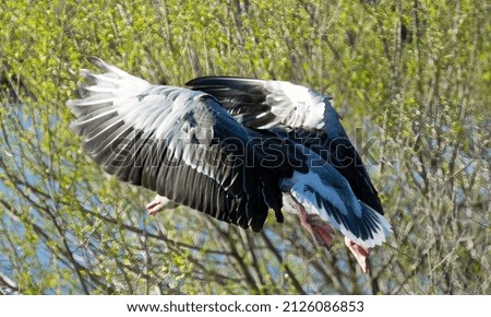 Goose flies over the terrain