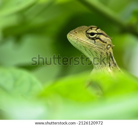Oriental lizard that hiding behind the leaves, isolated picture 