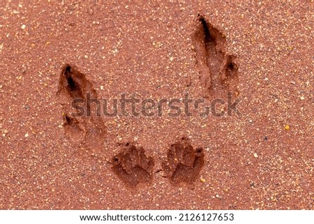 Kangaroo foot and paw prints in soft damp red soil