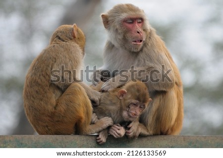 A family of monkies sitting on the fence.